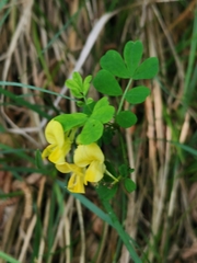 Hippocrepis emerus emerus