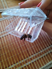 Apis mellifera