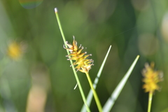 Carex exilis