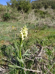 Dactylorhiza insularis