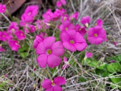 Oxalis bowiei