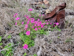 Oxalis bowiei