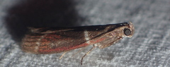 Cryptoblabes bistriga
