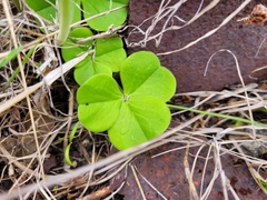 Oxalis bowiei