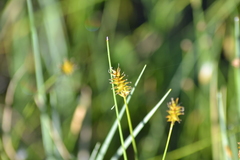Carex exilis