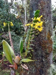 Maxillaria miniata