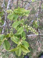 Prunus maackii