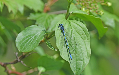Variable Bluet photo 6