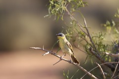 Ptilotula keartlandi