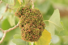 Eriophyes neoessigi