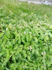 Sanguisorba officinalis