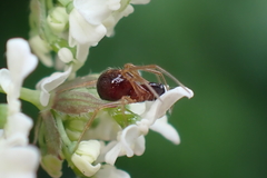 Neottiura bimaculata