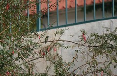 Sephanoides sephaniodes