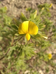 Ononis pubescens