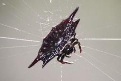 Gasteracantha mengei