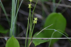 Carex interior