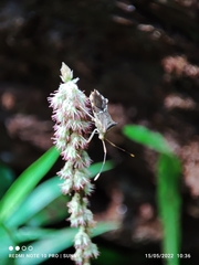 Cletomorpha benita