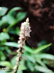 Cletomorpha benita