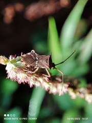 Cletomorpha benita