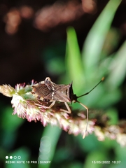 Cletomorpha benita