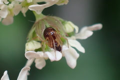 Neottiura bimaculata