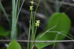 Carex interior