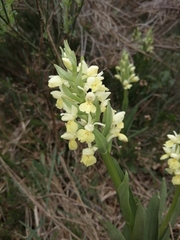 Dactylorhiza insularis