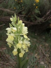 Dactylorhiza insularis