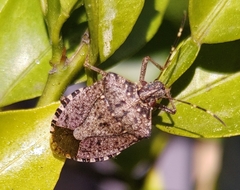 Halyomorpha halys