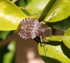 Halyomorpha halys
