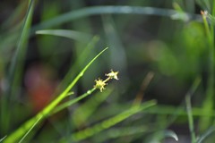 Carex interior