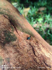 Cylindera versicolor