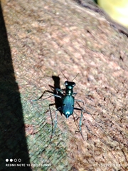 Cylindera versicolor