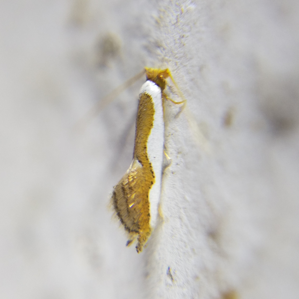 Philonome spectata