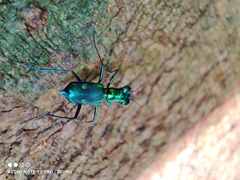 Cylindera versicolor