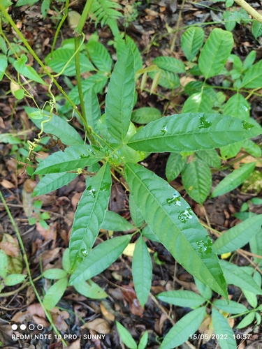 Tetrastigma leucostaphylum observed 2022-05-15