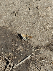 Pyrausta porphyralis