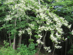 Symplocos sawafutagi