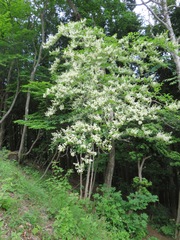 Symplocos sawafutagi