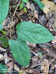 Tinomiscium petiolare