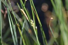 Carex livida