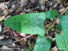 Tinomiscium petiolare