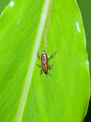 Sphenocorynes kosempoensis