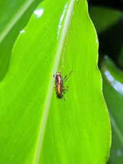 Sphenocorynes kosempoensis