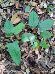 Tinomiscium petiolare