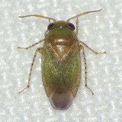 Rhinacloa callicrates