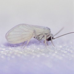 Coniopteryx