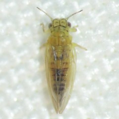 Blastopsylla occidentalis