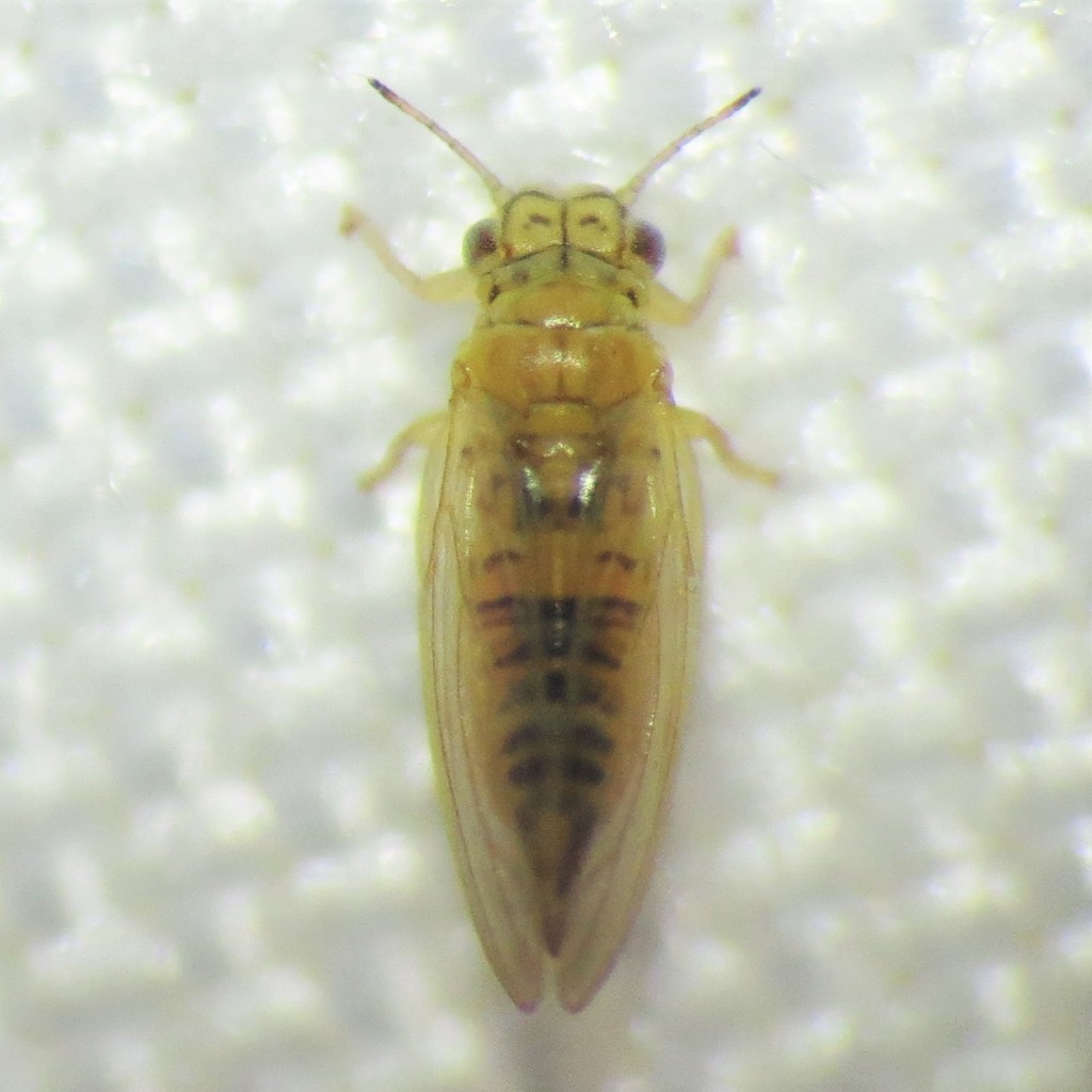 Eucalyptus Shoot Psyllid