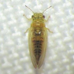 Blastopsylla occidentalis